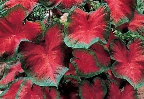 Caladium Blaze (6 Bulbs) Thrives in Heat and Humidity, Elephant Ears