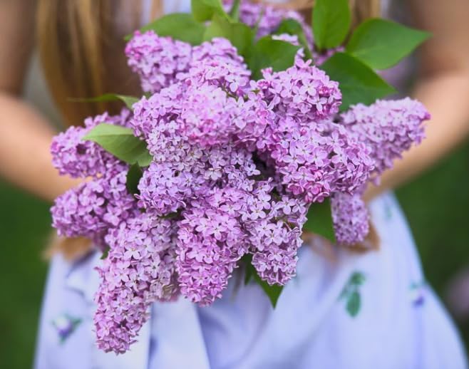 Old Fashioned Lilac Bushes Live Plants (2 Pack) – 14–24” Tall - Syringa vulgaris – Fragrant Lavender Purple Flowers – Hardy Flowering Shrubs