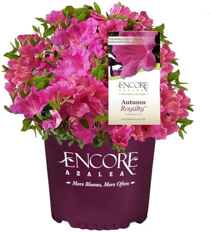 Encore Azalea Autumn Royalty (1 Gallon) Azalea of THE Year Purple Flowering Shrub - Full Sun Live Outdoor Rhododendron Plants
