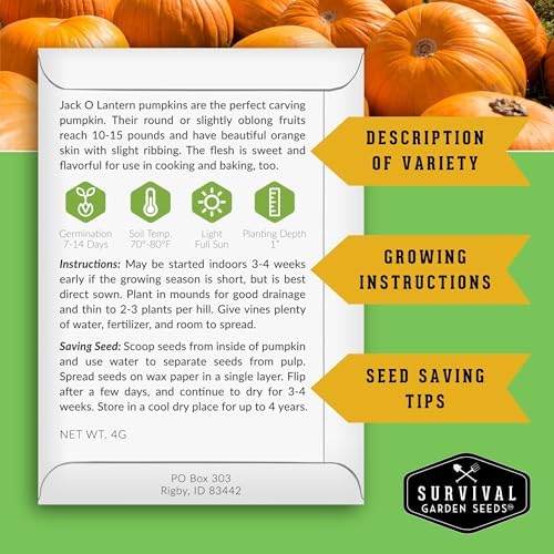 Jack O' Lantern Pumpkin Seeds for Planting - 1 Pack
