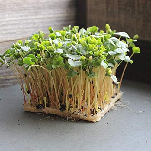 Mountain Valley Seed Co Buckwheat Seeds - 25 Lb Bulk ~300,000 Seeds