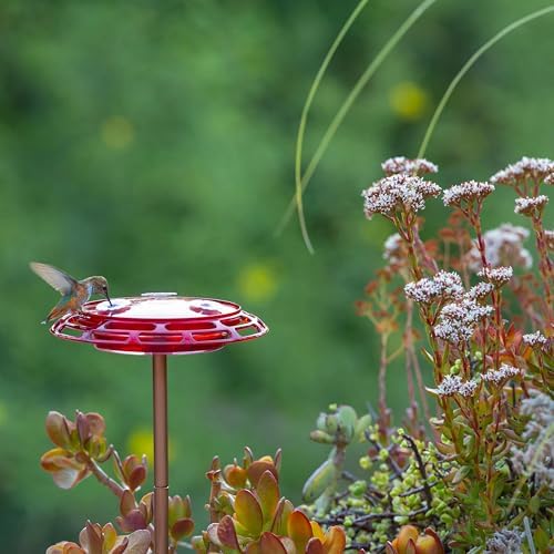 More Birds 3-in-1 Hummingbird Feeder 6 fl oz Red Plastic Window Mount Hanging Outdoor Bird Feeder with Suction Cup Hanger for Backyard Birding