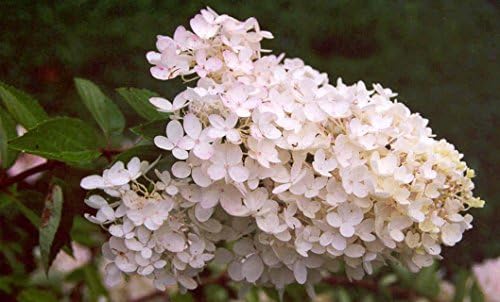 Unique Hydrangea Paniculata - Live Plant Shipped 2 Feet Tall by DAS Farms
