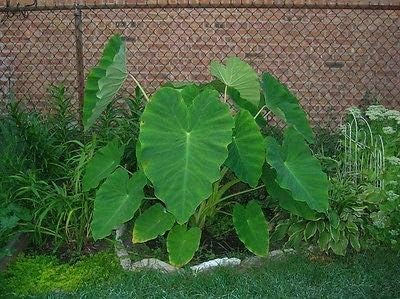 5 Live Colocasia Esculenta Elephant Ear Taro Gabi Kalo Eddo Bulbs Ready to Grow NHKM34