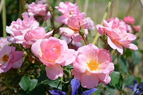 Knock Out Roses - Rosa White Knock Out (Rose) Rose, white flowers, #3 - Size Container