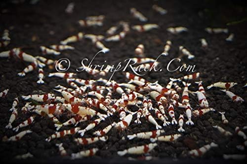10 Crystal Red Shrimp CRS Grade S-SSS Live Freshwater Aquarium Shrimps 1/4 to 1/2 inch Long.