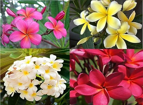 4 Hawaiian Plumeria Plants Mixed Colors Red, Yellow, Pink, White | Perennial Fragrant Blooms Indoor Outdoor Plants - Easy to Root