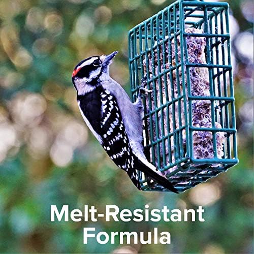 Blue Seal Nut Feast Suet Cakes for Wild Birds | No Mess Suet Feed with Variety of Nuts | Food for Woodpeckers, Cardinals