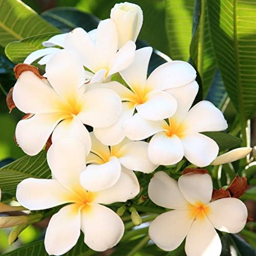 Hawaiian White Plumeria Plant Cutting Live Tropical Fragrant Tree - 10-12 Inch Unrooted Frangipani