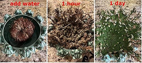 CircuitOffice Resurrection Plants Hydrophile Jericho Rose Plant