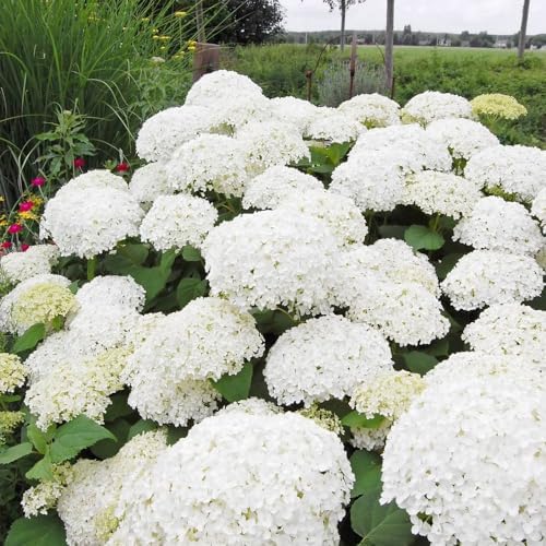 Brighter Blooms Annabelle Hydrangea Shrub, 1 Quart | No Shipping to AK, AZ, HI