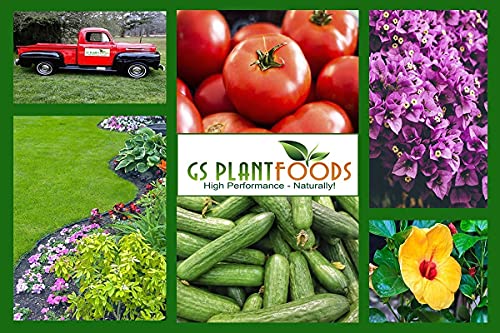 GS Plant Foods Root Ruckus Compost Fertilizer Organic Plant Food - Turbo Charged Compost for Plants - Humic Acid & Sea Kelp Nutritional Root Supplement for Lawns, Soil, Shrubs & Vegetables - 1 Gallon