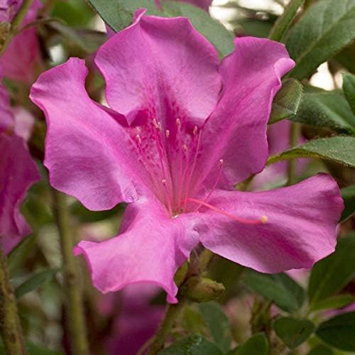 Brighter Blooms - Autumn Royalty® Encore® Azalea, 1 Gallon - No Shipping to AK, AZ, HI