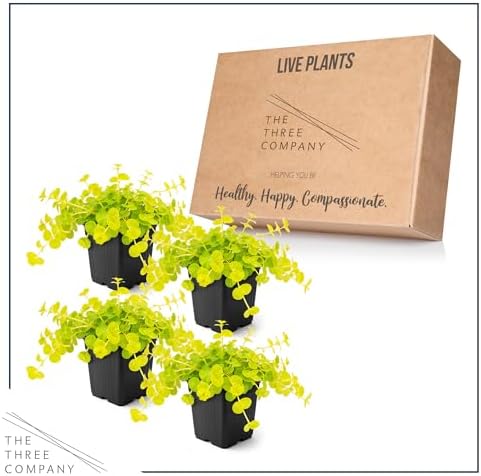 Creeping Jenny (Lysimachia nummularia) (2 Pack) - Live Trailing Ground Cover Perennial, 6" Tall by 4" Wide in 1 Pt Pot