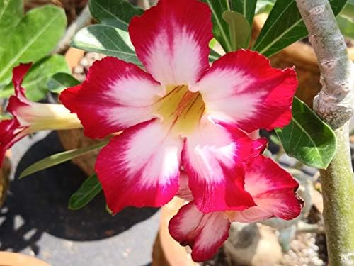 Desert Rose Seeds Mixed Colors Adenium Obesum 100 Pack Single and Multi Colored Flowers