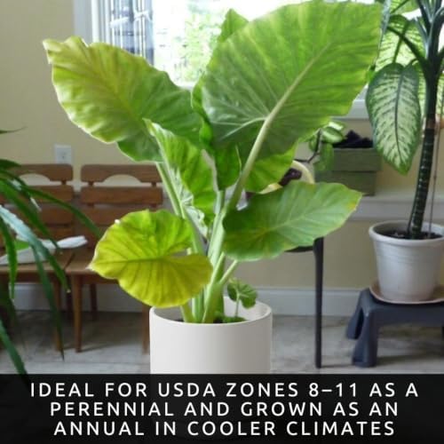 Giant Elephant Ear (3 Bulbs) Colocasia Esculenta - Beautiful Bulbs,tropical