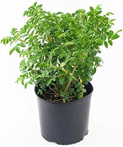 Rosa X Purple Pavement (Rose) Rose, purple flowers, #3 - Size Container