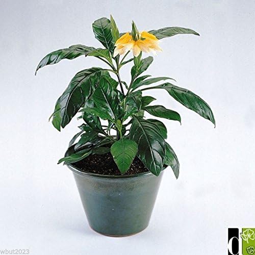 Crossandra Seeds -Yellow Splash - Firecracker Flower- Very Rare Tropical Plant(5 Seeds)