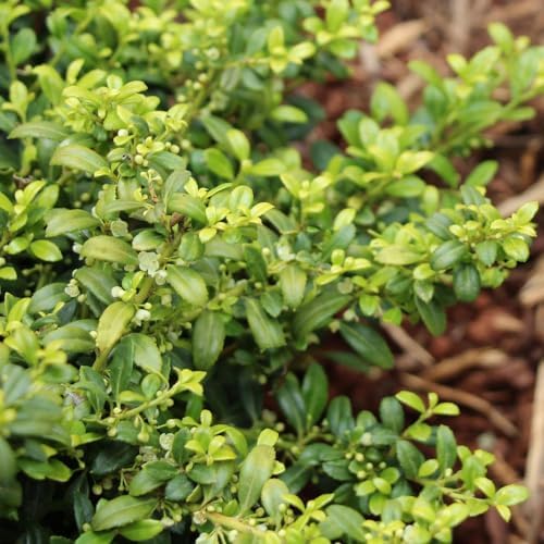 Brighter Blooms Soft Touch Holly Shrub, 3 Gallon | No Shipping to AK, AZ, HI, OR