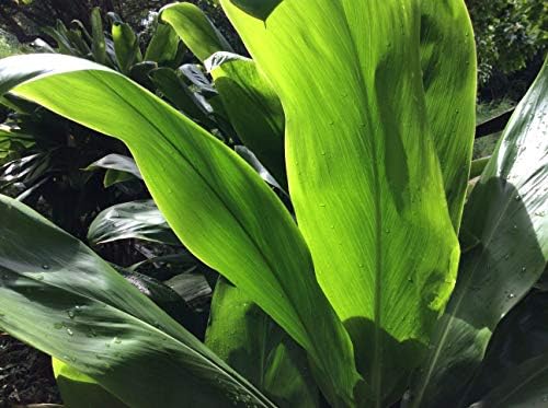 HAWAIIAN GREEN TI LEAF PLANT 2 LOGS ~ GROW HAWAII