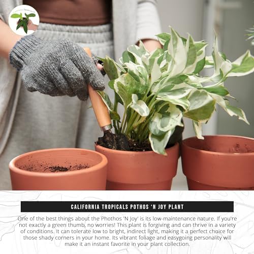 California Tropicals Pothos 'N Joy - 4" Live Plant - Variegated White and Green Leaves - Easy to Care for - Perfect for Home Decor, Gifts