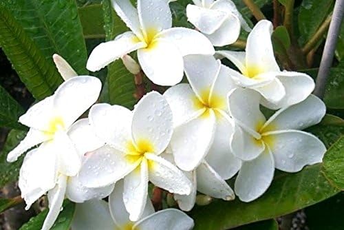 Fragrant White Hawaiian Plumeria Plant Cutting - Live Frangipani Tree Starter for Indoor/Outdoor Tropical Gardens