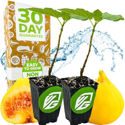Olympian Fig Tree Live Plant - Ficus carica by Wellspring Gardens - Starter Plant Ideal for Gardens & Containers - Great for Indoor Houseplants, Outdoor Landscaping & Garden Planting