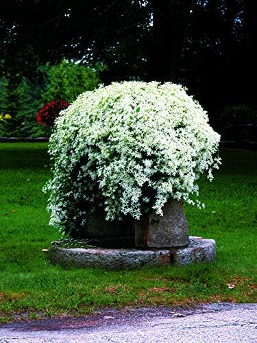 Raymond Evison Clematis - Clematis Giselle (Clematis) Perennial, pink flowers, 8`` - Size Container