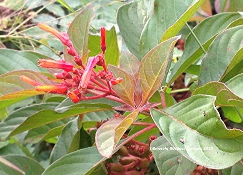 Scarlet Firebush - Hamelia Patens - Live Shrub Plant -Florida Native - Orange Red Flower - 8-10 Inches Tall - 4 Inch Pot