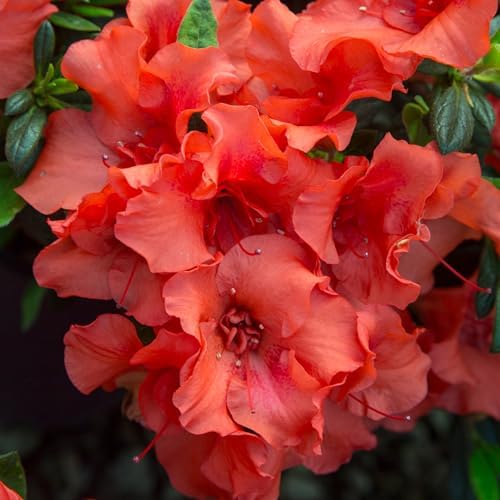 Encore Azalea Embers Azalea, 2 Gal, Red