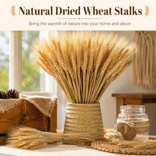 Yarlung 300 Stems Dried Wheat Stalks, 16 Inch Natural Wheat Sheaves Fall Arrangement for DIY Craft, Home Table, Wedding Decor