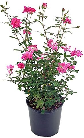 Rosa X Purple Pavement (Rose) Rose, purple flowers, #3 - Size Container