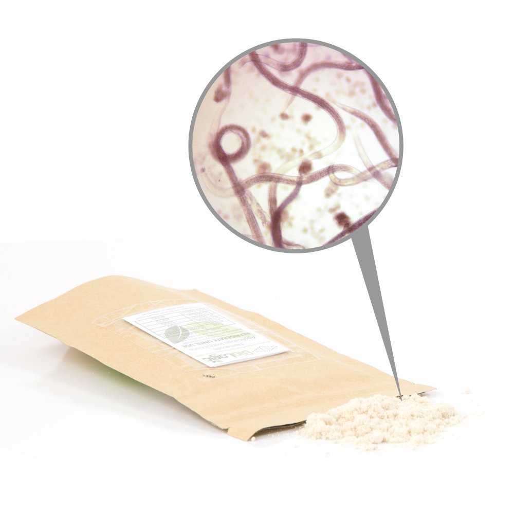 BioLogic's Scanmask Beneficial Nematodes, Steinernema feltiae Sf Nematodes for Natural Insect Pest Control (50 Million)