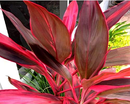 HAWAIIAN RED TI LEAF PLANT 2 LOGS ~ GROW HAWAII