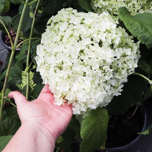 Brighter Blooms Annabelle Hydrangea Shrub, 1 Quart | No Shipping to AK, AZ, HI