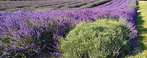 L+ French Provence Lavender — 1 Live Plant in 4" Pots — Blue-Purple Flowers — Fragrant, Bee-Friendly, Drought & Deer Resistant Perennial — Zones 5–9 — Grown in Sequim, WA