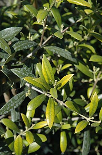 Olive Tree - 'Arbequina' - Olea europaea - live plant