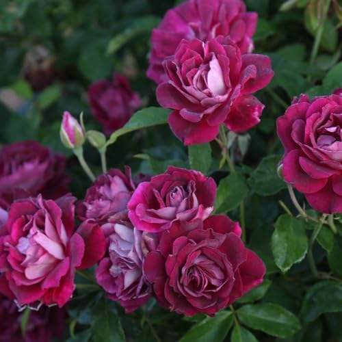 Heirloom Shrub Roses, Live Own Root Plant, Burgundy Iceberg™