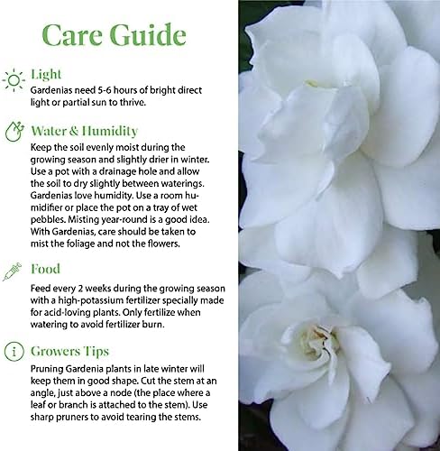 American Plant Exchange Gardenia Tree – Live Evergreen in Large 8-Inch Pot, Fragrant White Blooms, Easy-Care Indoor & Outdoor Flowering Tree for Home, Patio & Garden Décor