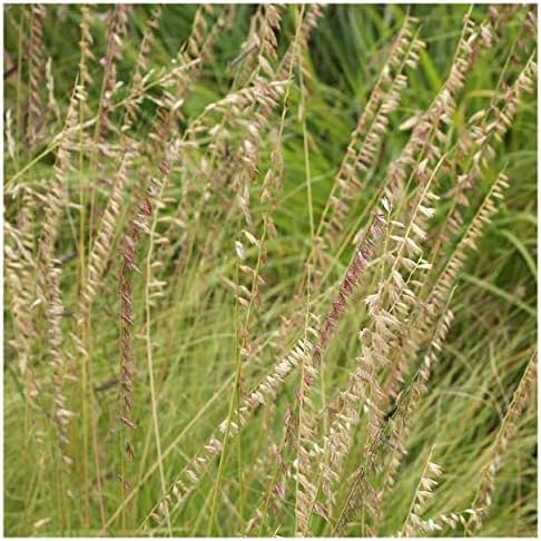 1 Lb Side-Oats Grama Native Grass Seeds - Gold Vault