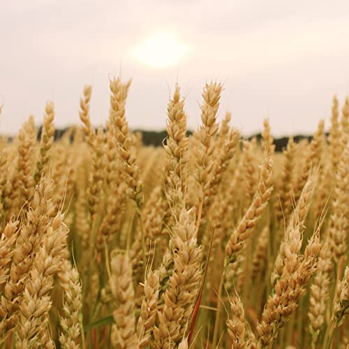 Soft White Wheat Berries Organically Grown in Michigan, Farmer Direct, USDA Organic Certified, Non-GMO, 25 Lbs Total // Findlay's Organics