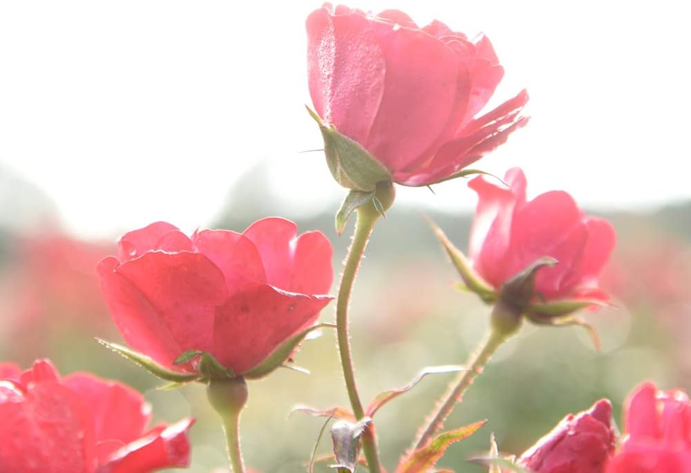 Perfect Plants Red Drift Roses Live Plants, 3 Gallon, Ground Cover Bush