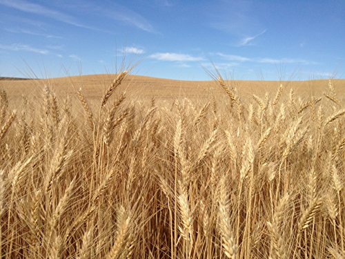 Soft White Whole Wheat Pastry Flour, 16 lbs, Joseph's Grainery Freshly Ground Flour, Non-GMO, Kosher Certified