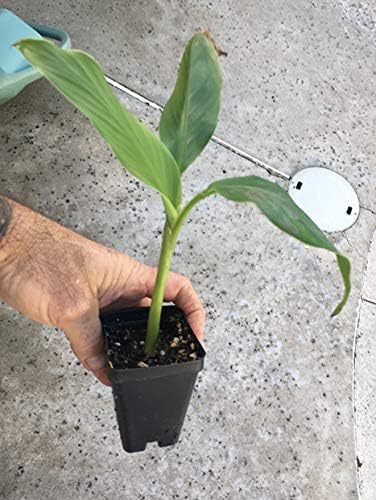 Musa Basjoo Banana Plant - Cold Hardy Banana - Japanese Snow Banana