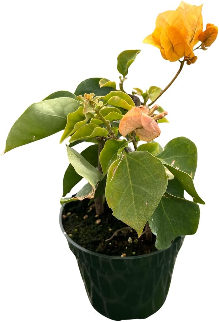 Yellow Bougainvillea - Everblooming - Indoors/Outdoors/Patio - 4" Pot