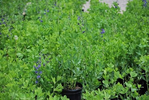 Baptisia Australis (False Indigo) Perennial, Size-#1 Container, Intense Blue Flowers