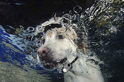 High Tech Pet Genuine MS-5® Automatic Smart Pet Door Collar, Tested & Certified for All Power Pet Doors - Water Proof, Battery Included