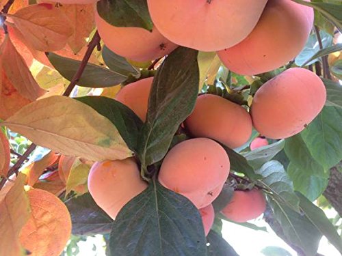 Bellacia Organics Fresh Fuyu Persimmons 5 Lbs Box