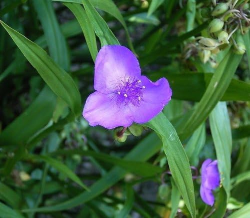 100 Ohio Spiderwort (Widows Tears/Bluejacket) Tradescantia Ohiensis Flower Seeds