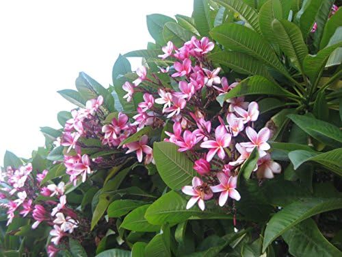 4 PK Hawaiian Pink Plumeria Frangipani Plant Cuttings Approx. 10 Inches each ~ Discount HawaiianGifts